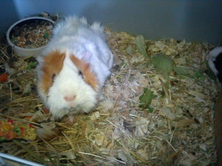 Marsvin Mulle :-* <3 - Godavs billede 9