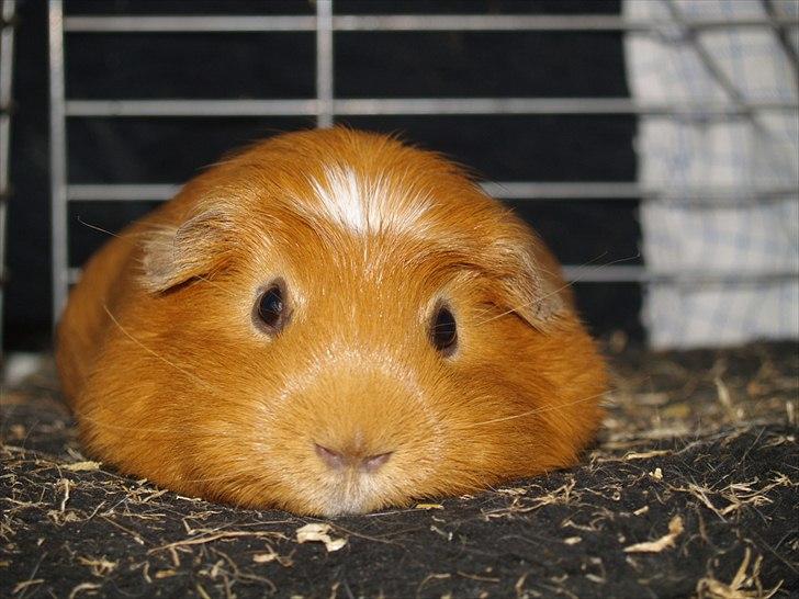 Marsvin Didi billede 9