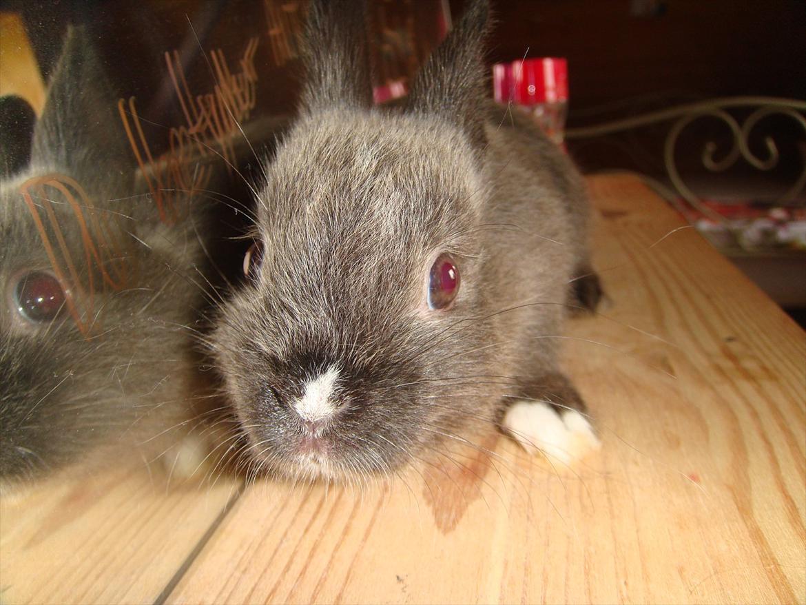 Kanin Filur <3 min kanin død :`( - syndes bare han er så sød på det her billede :) <3 billede 1
