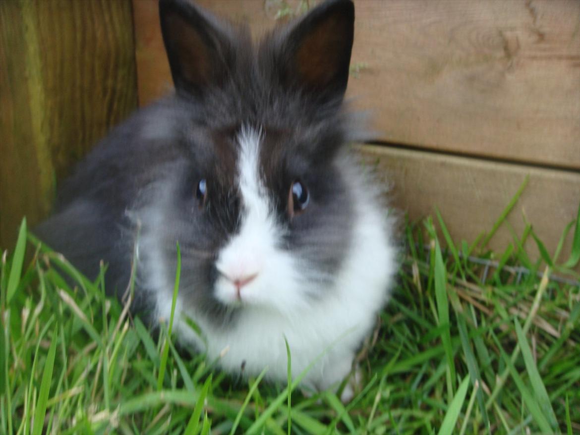 Kanin bell <3 min søsters. Solgt :,( - velkommen til bell´s profil <3 billede 1