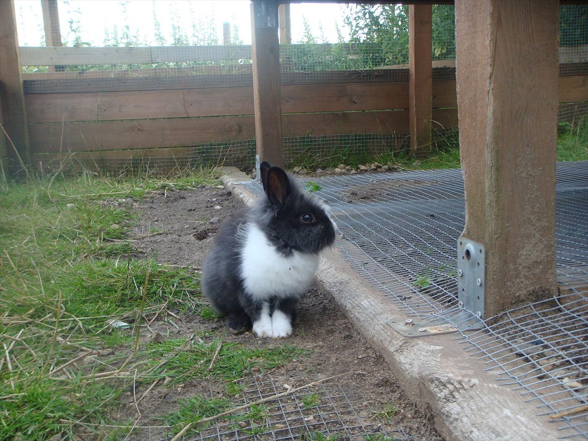 Kanin bell <3 min søsters. Solgt :,( billede 2