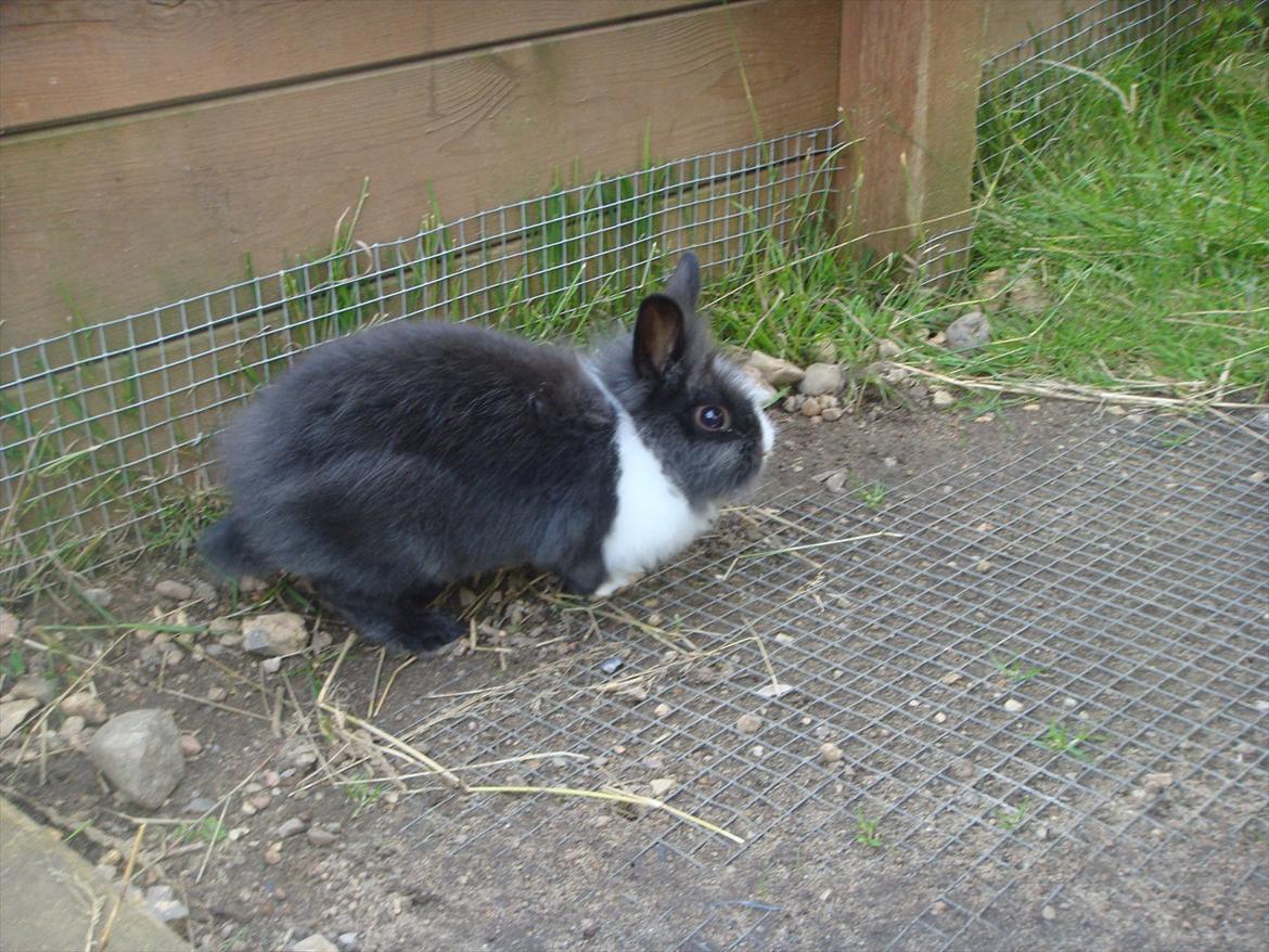 Kanin bell <3 min søsters. Solgt :,( billede 3