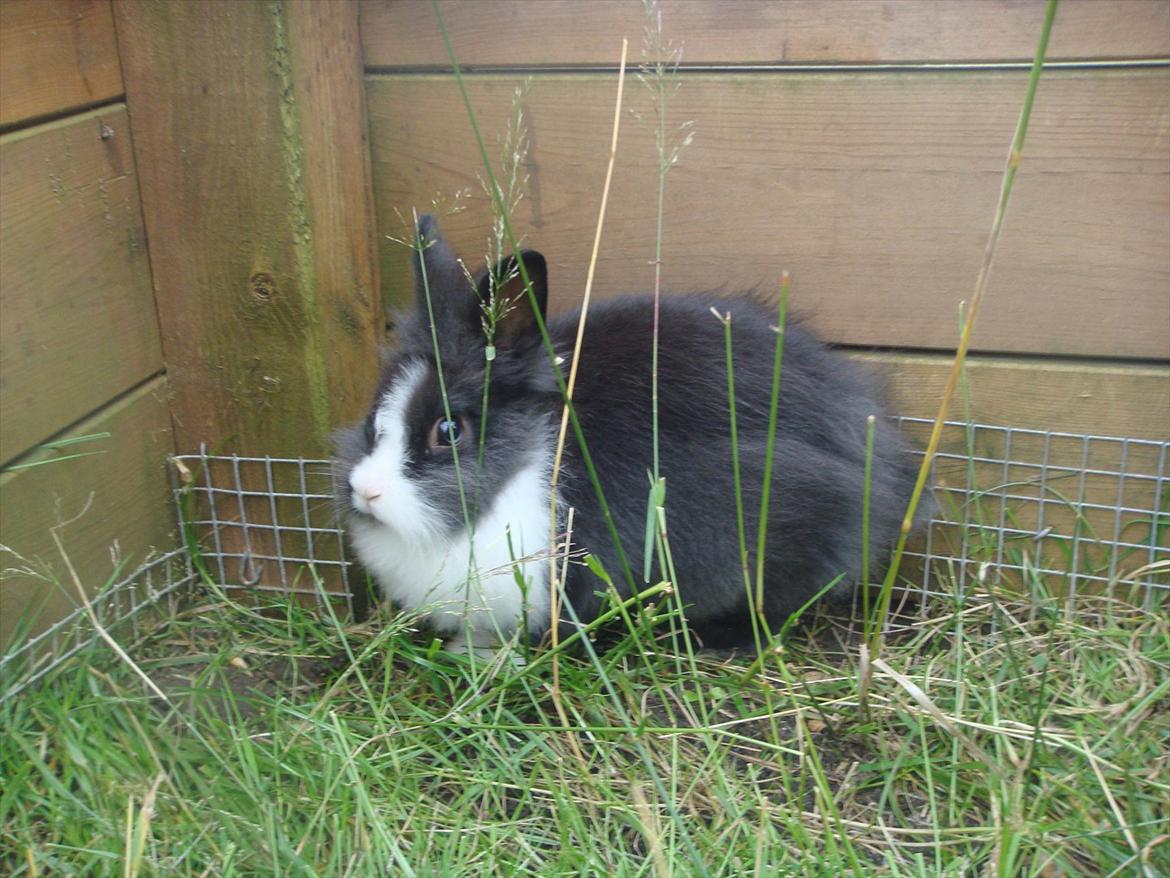 Kanin bell <3 min søsters. Solgt :,( billede 4