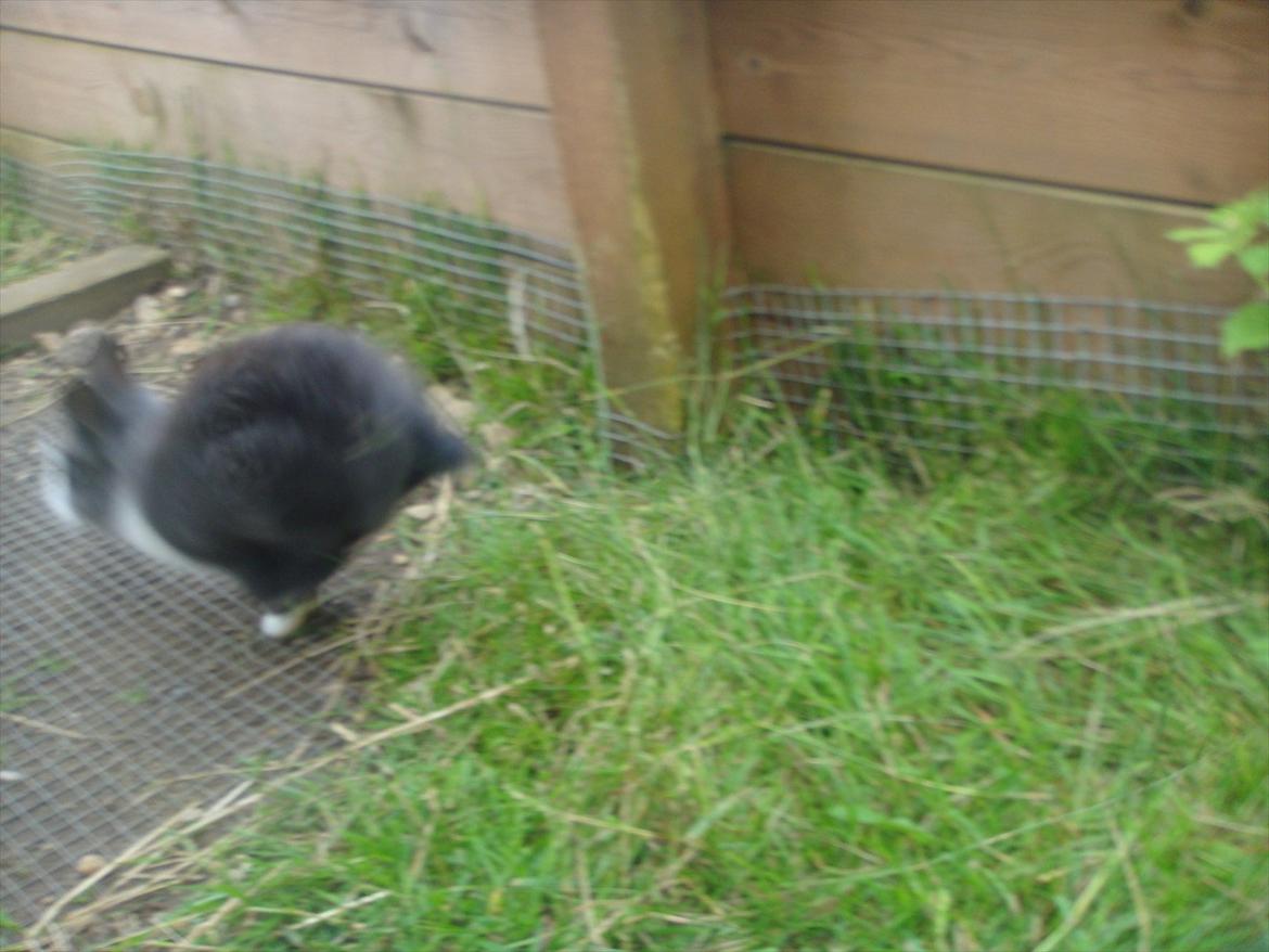 Kanin bell <3 min søsters. Solgt :,( billede 5