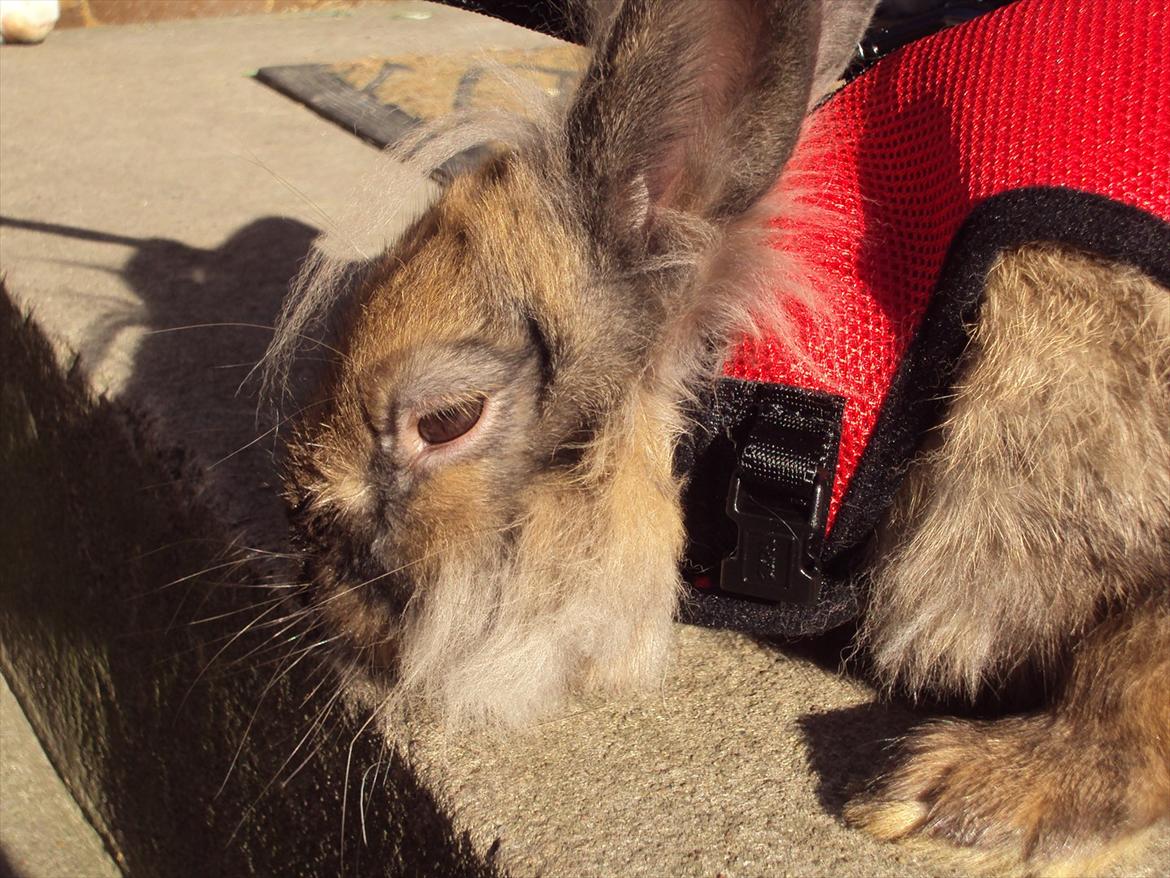 Kanin Bruno. GIVES VÆK billede 1