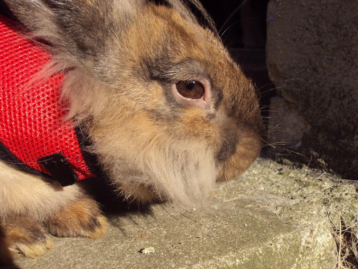 Kanin Bruno. GIVES VÆK billede 2