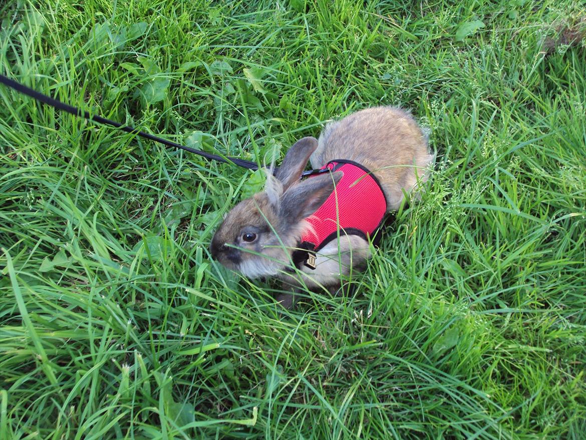 Kanin Bruno. GIVES VÆK billede 3