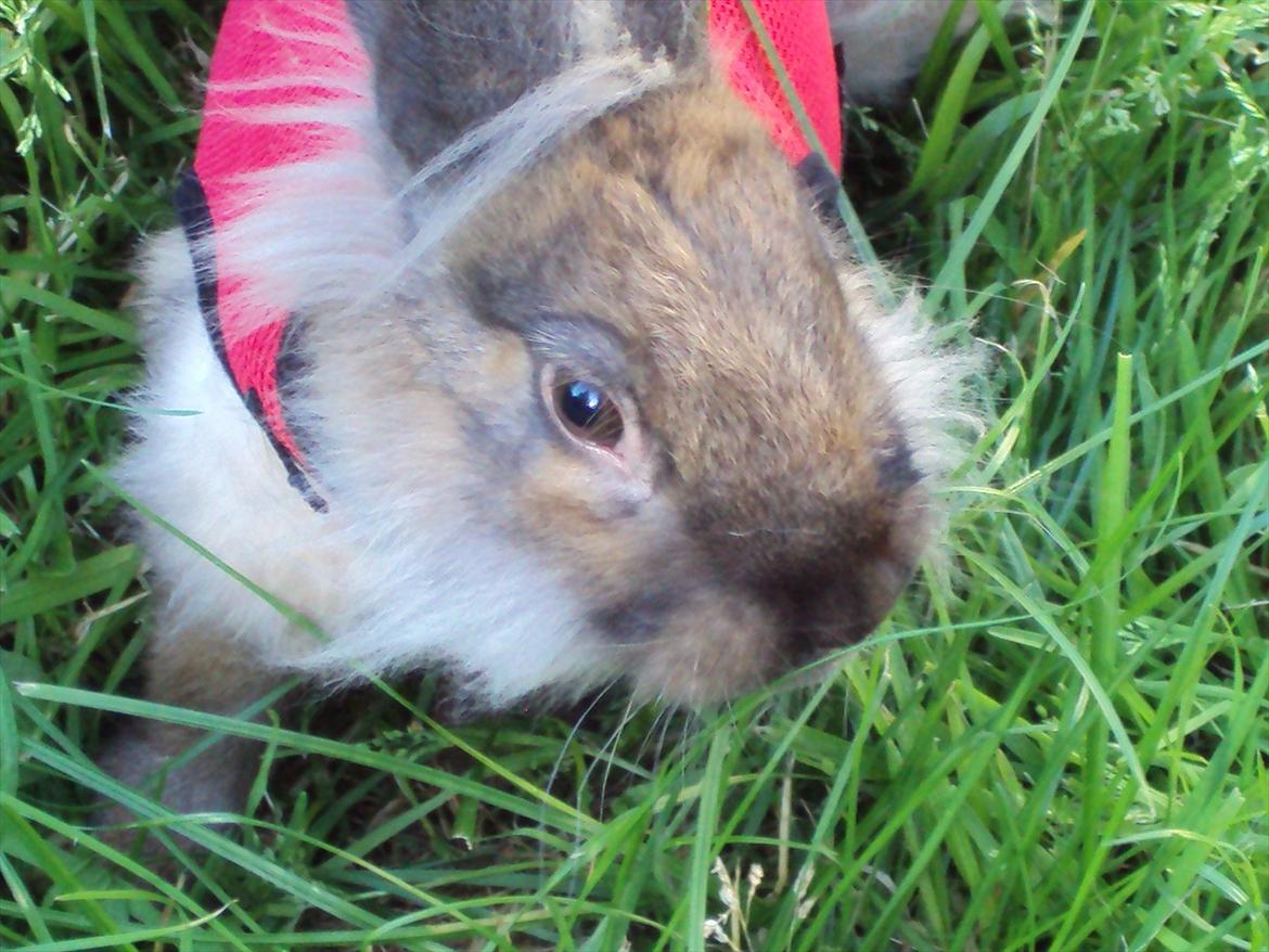 Kanin Bruno. GIVES VÆK billede 4