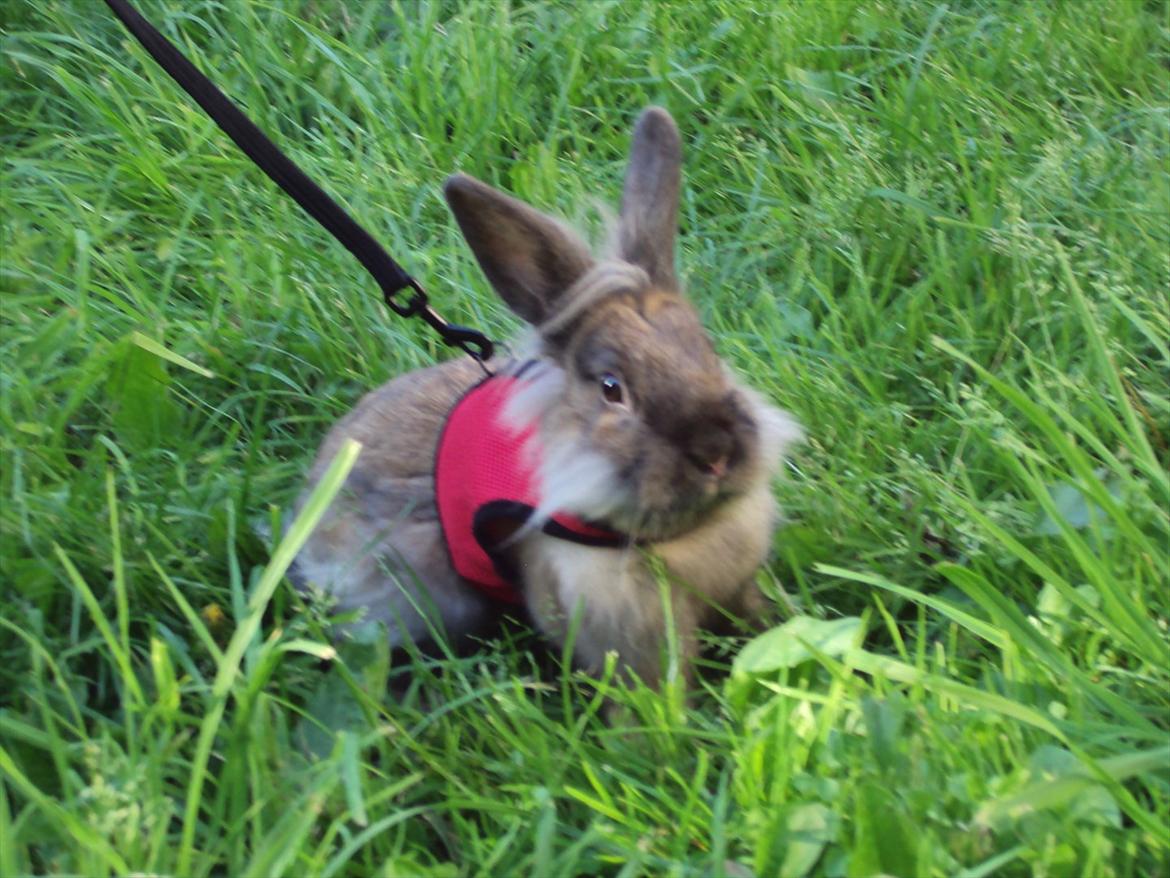 Kanin Bruno. GIVES VÆK billede 5