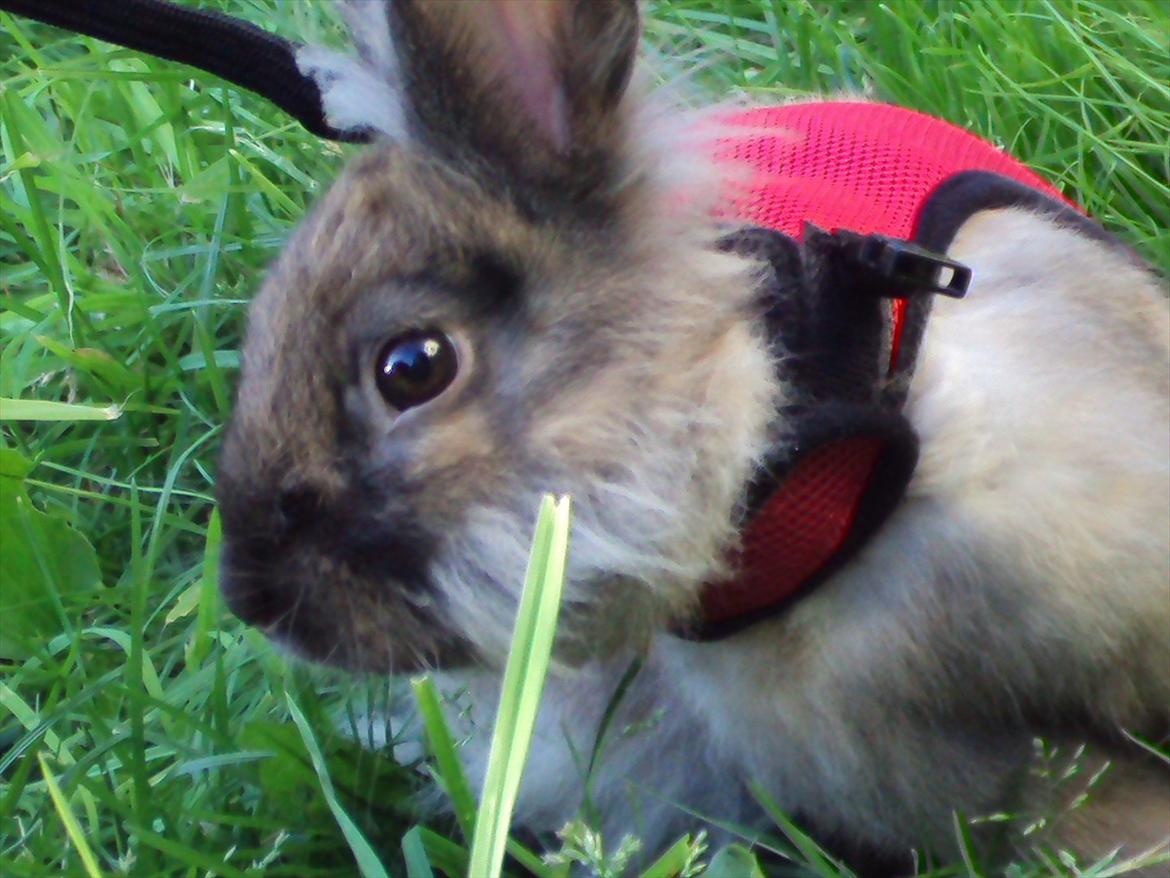 Kanin Bruno. GIVES VÆK billede 6