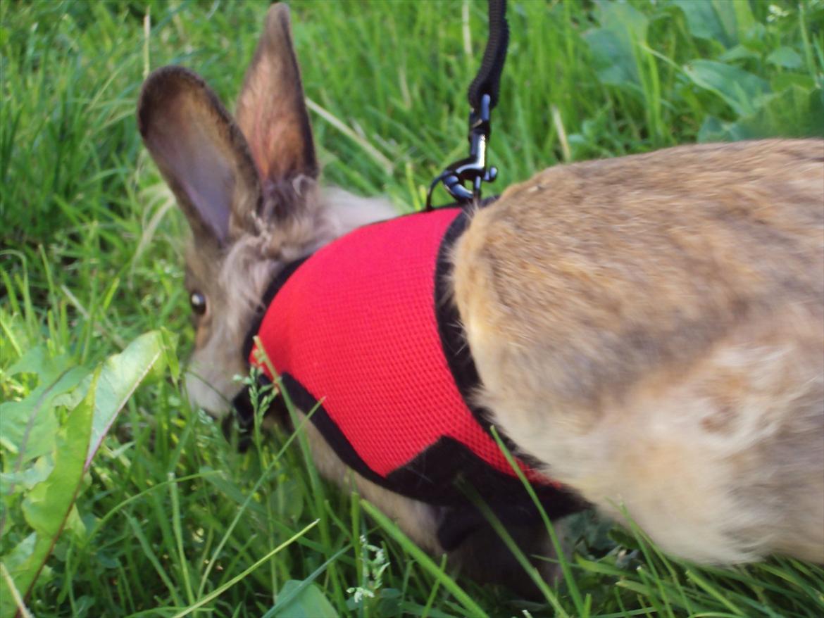 Kanin Bruno. GIVES VÆK billede 7