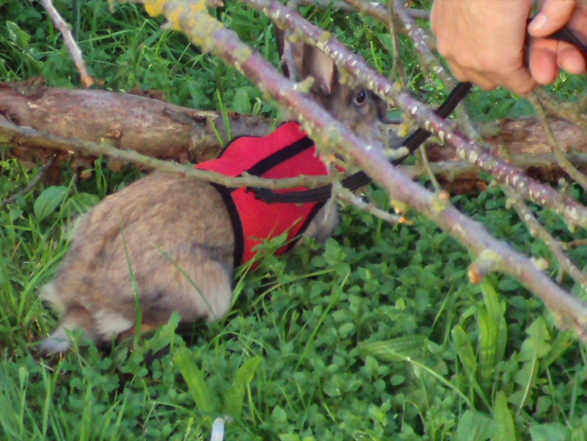 Kanin Bruno. GIVES VÆK billede 8