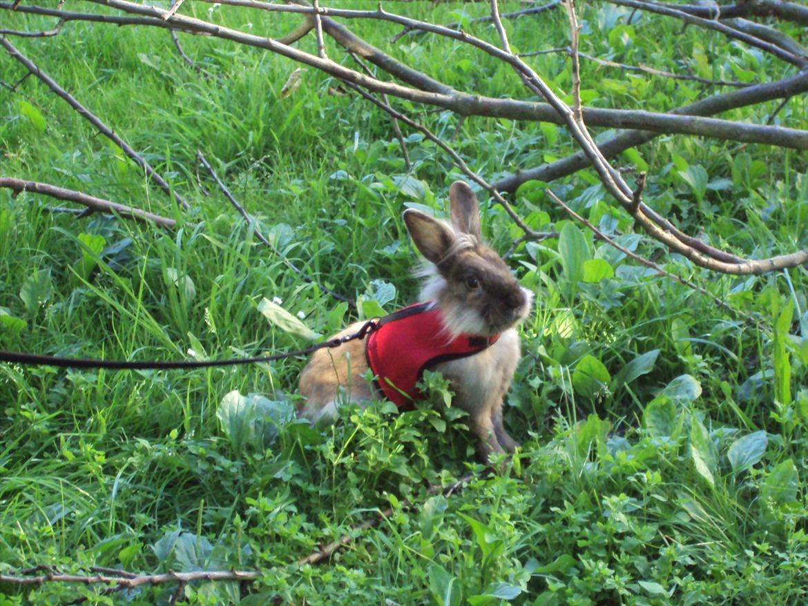 Kanin Bruno. GIVES VÆK billede 9