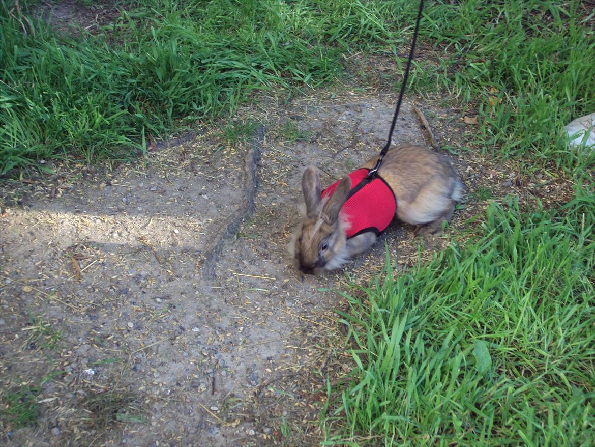 Kanin Bruno. GIVES VÆK billede 10