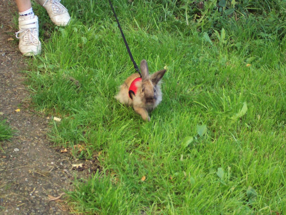 Kanin Bruno. GIVES VÆK billede 11