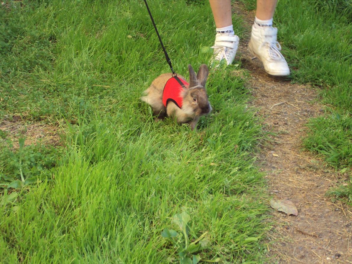 Kanin Bruno. GIVES VÆK billede 12