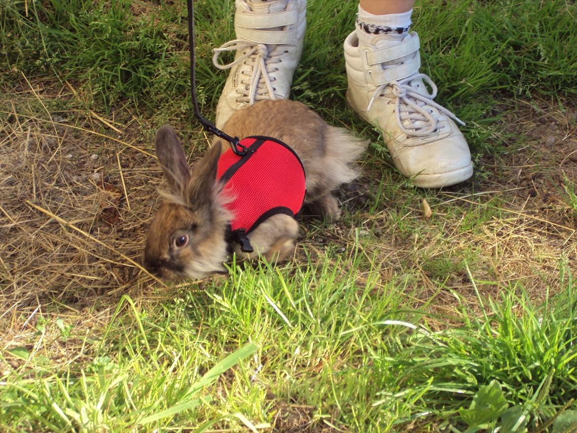 Kanin Bruno. GIVES VÆK billede 13