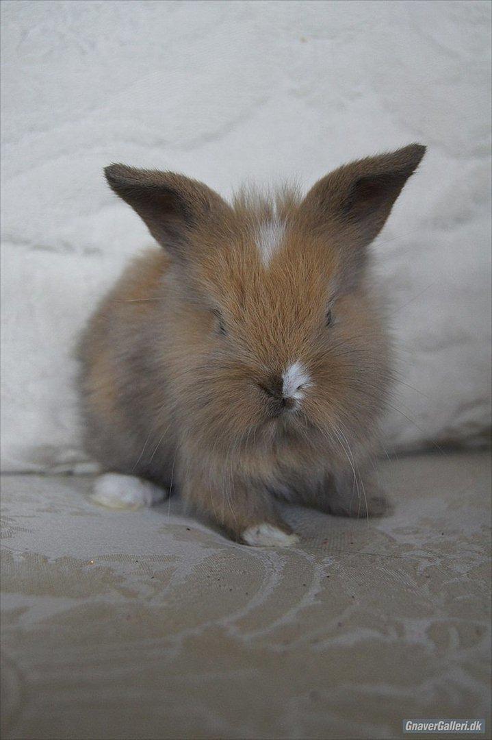 Kanin UniKin Fanando Grenade R.I.P - Sådan så han ud som mindre :* billede 9