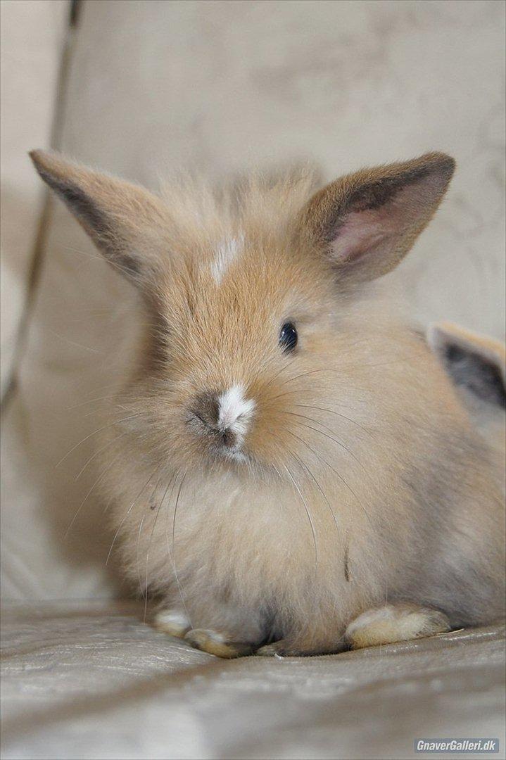 Kanin UniKin Fanando Grenade R.I.P billede 7