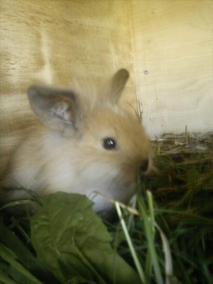 Kanin UniKin Fanando Grenade R.I.P - han er MADGLAD! :D billede 8