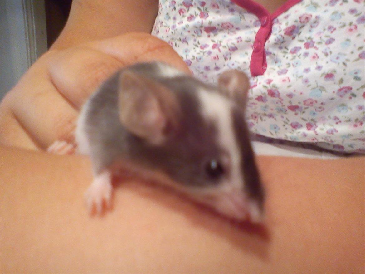 Mus MaGi`s Silver billede 1