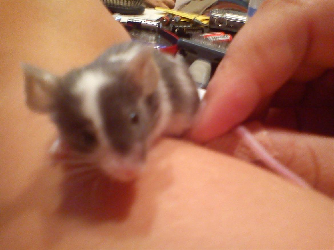 Mus MaGi`s Silver billede 2