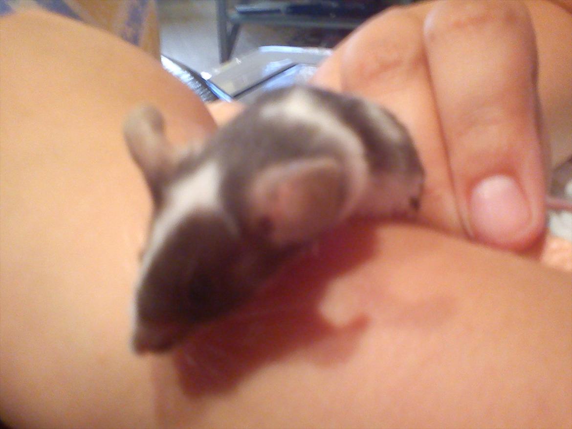 Mus MaGi`s Silver billede 3