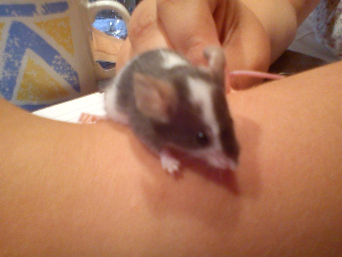 Mus MaGi`s Silver billede 4