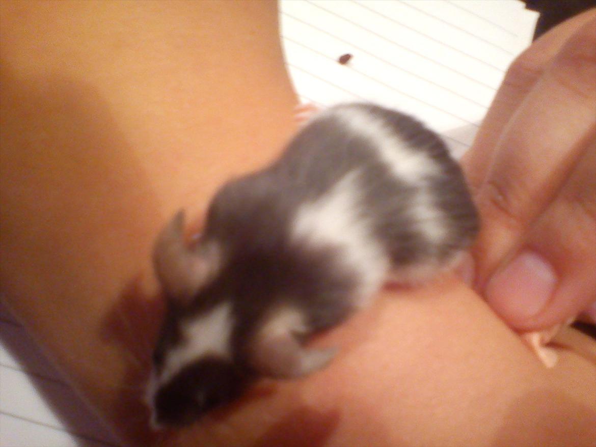 Mus MaGi`s Silver billede 5