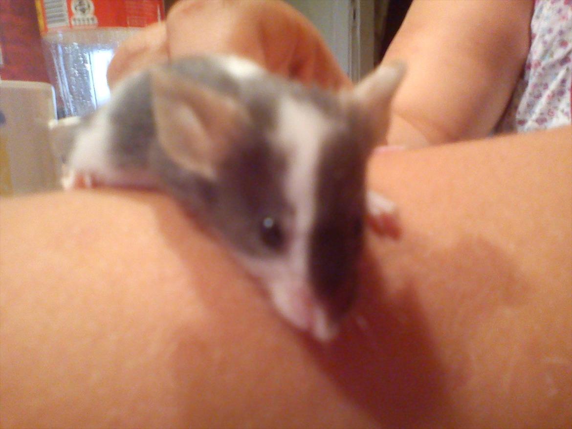 Mus MaGi`s Silver billede 6