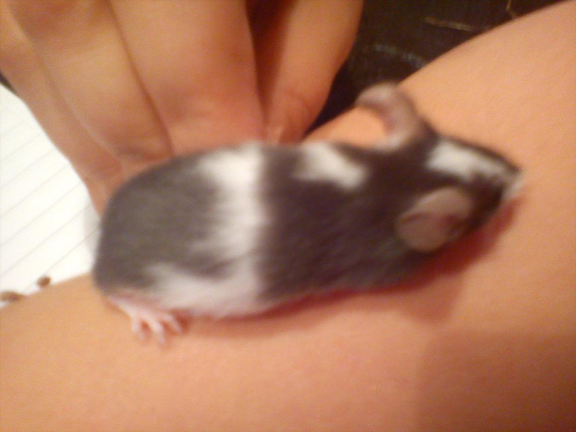 Mus MaGi`s Silver billede 7