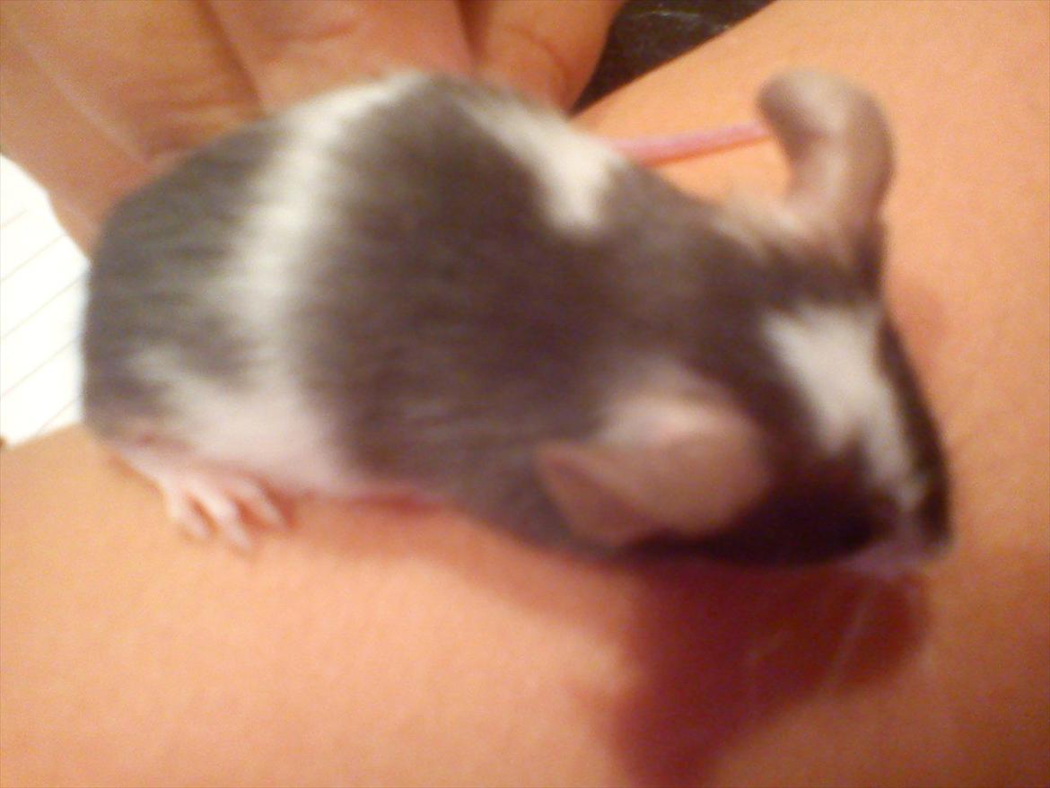 Mus MaGi`s Silver billede 8