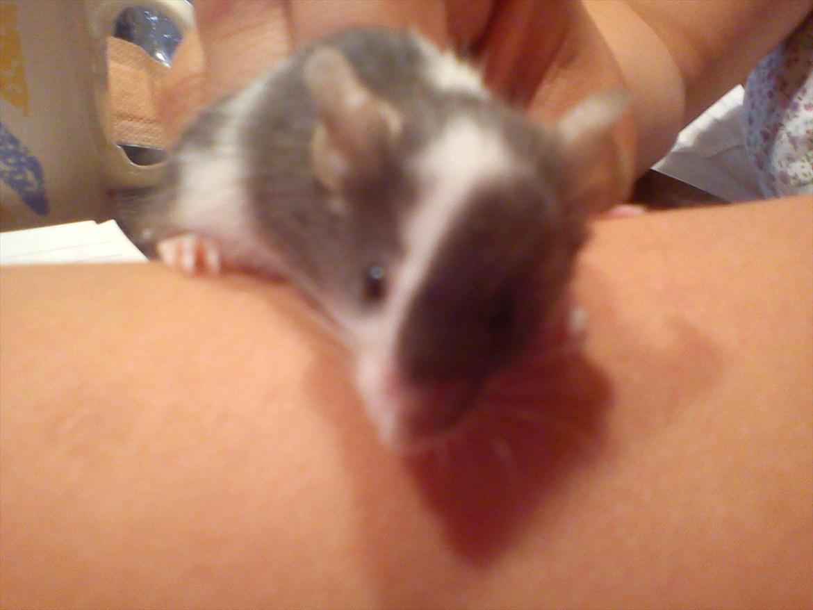 Mus MaGi`s Silver billede 9