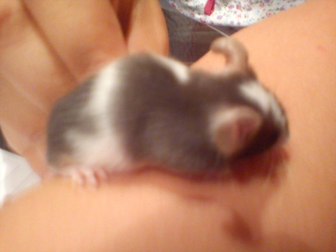 Mus MaGi`s Silver billede 10