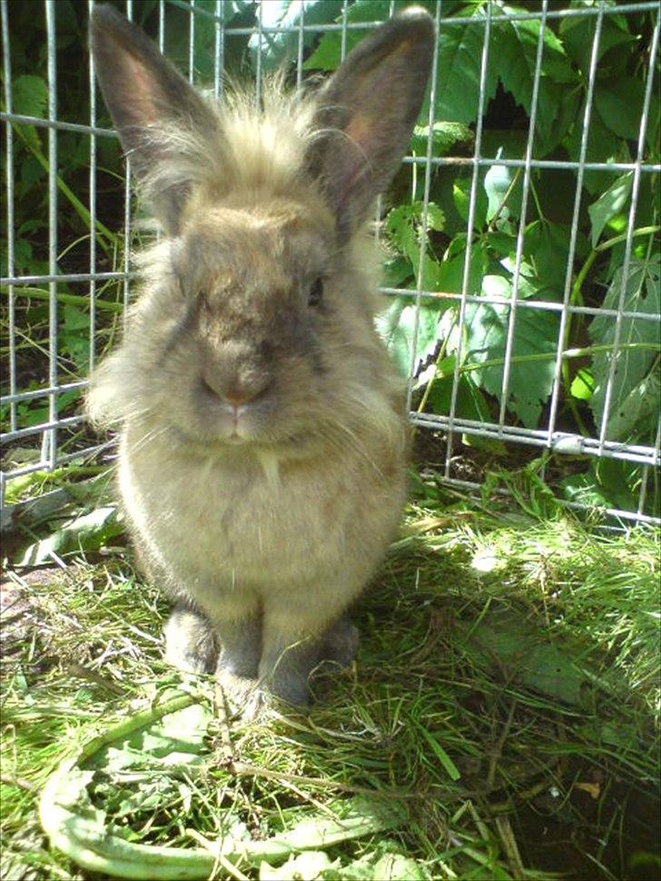 Kanin floffy billede 2