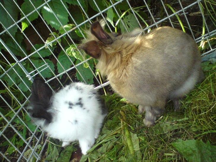 Kanin floffy billede 3