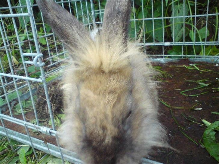 Kanin floffy billede 5