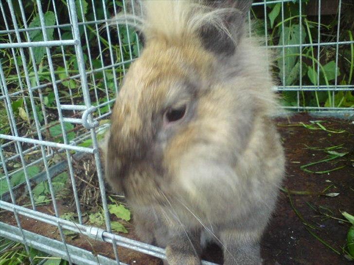 Kanin floffy billede 4