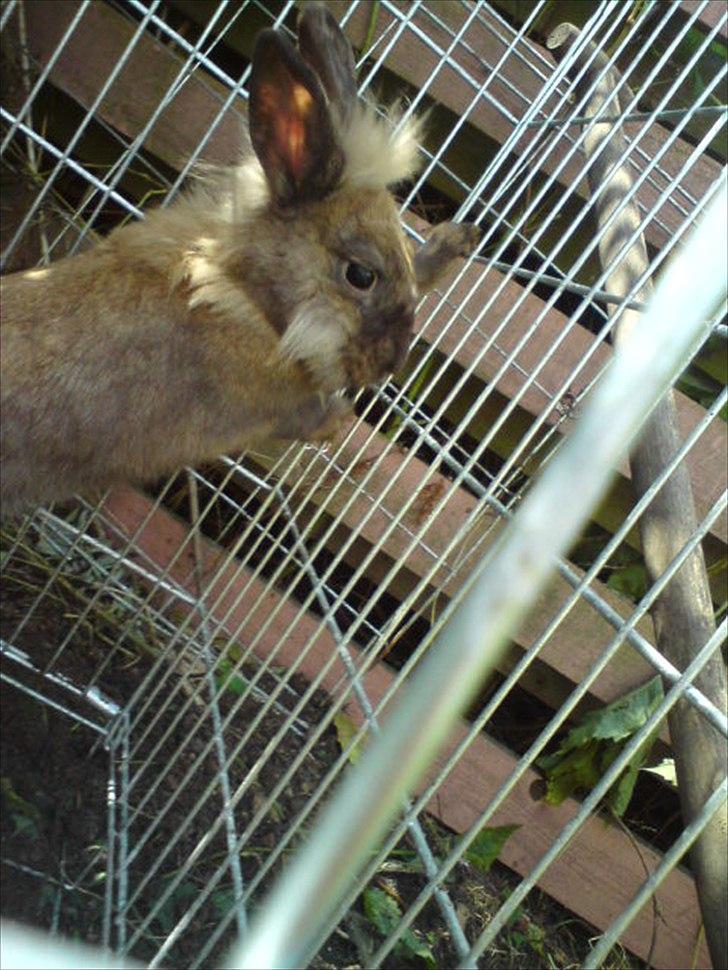 Kanin floffy billede 1