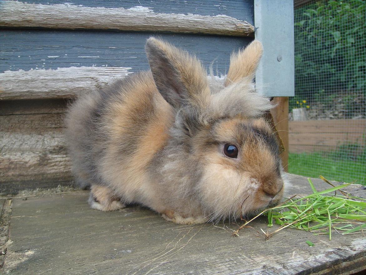 Kanin brownie Solgt :,( - velkommen til brownie´s prfoil :) billede 1