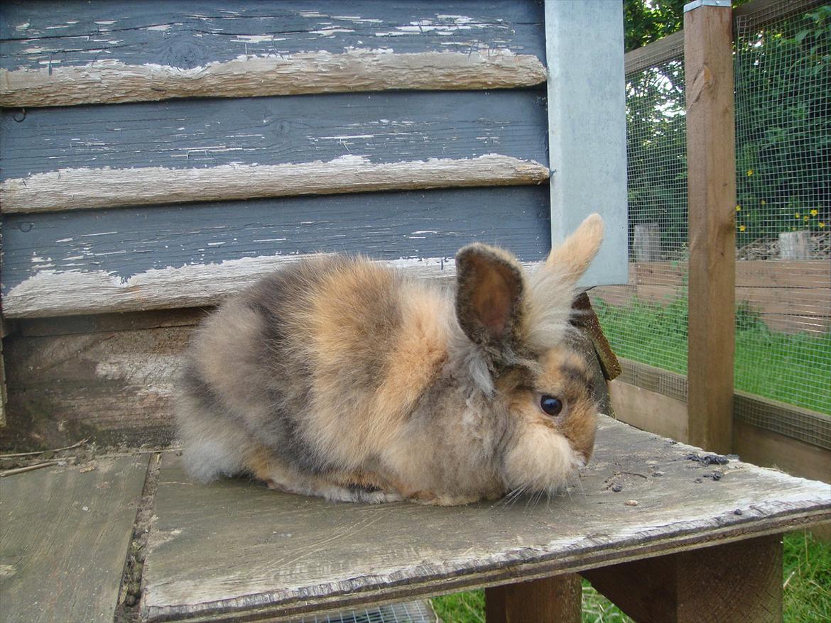 Kanin brownie Solgt :,( billede 2