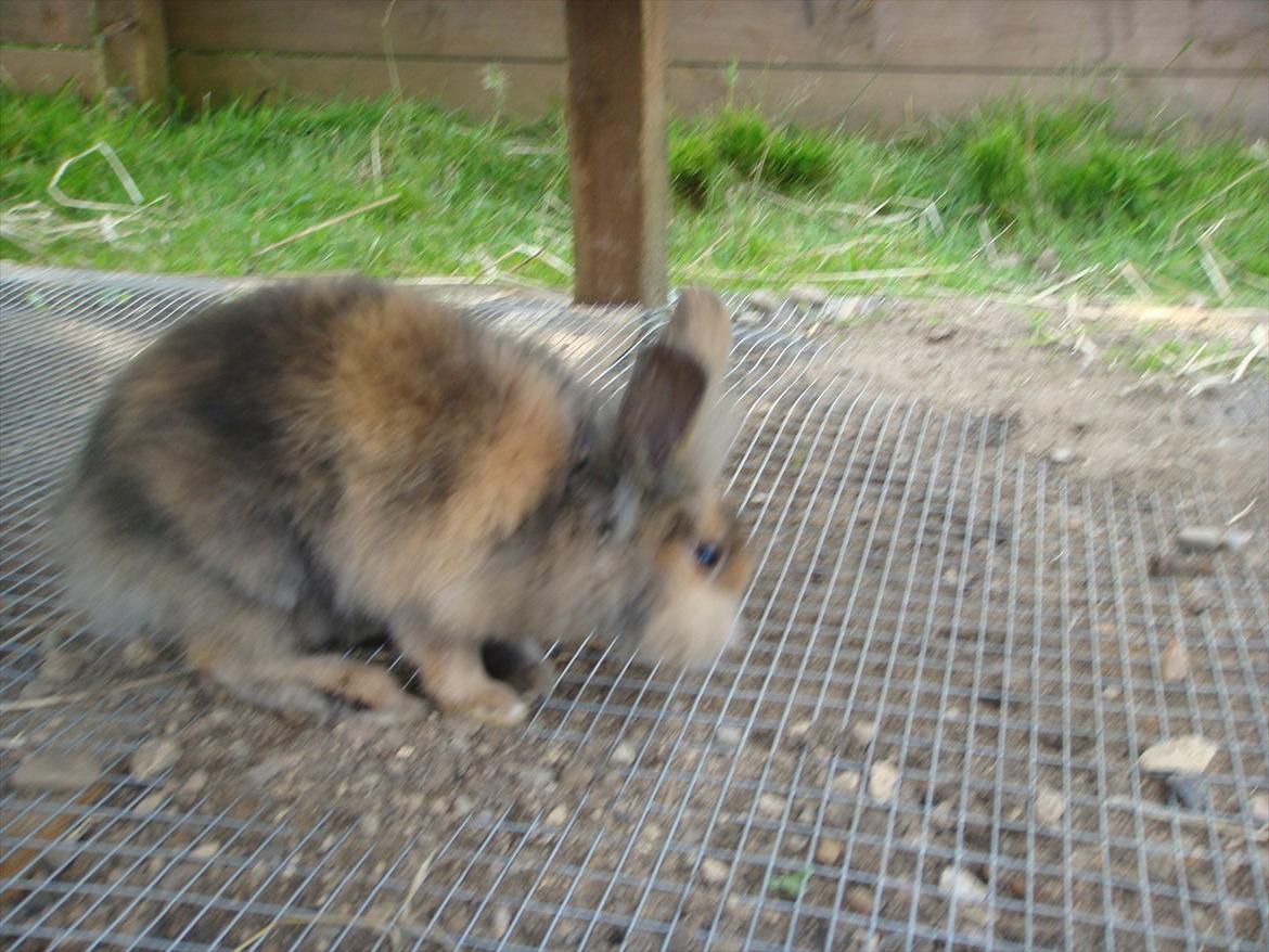 Kanin brownie Solgt :,( billede 3