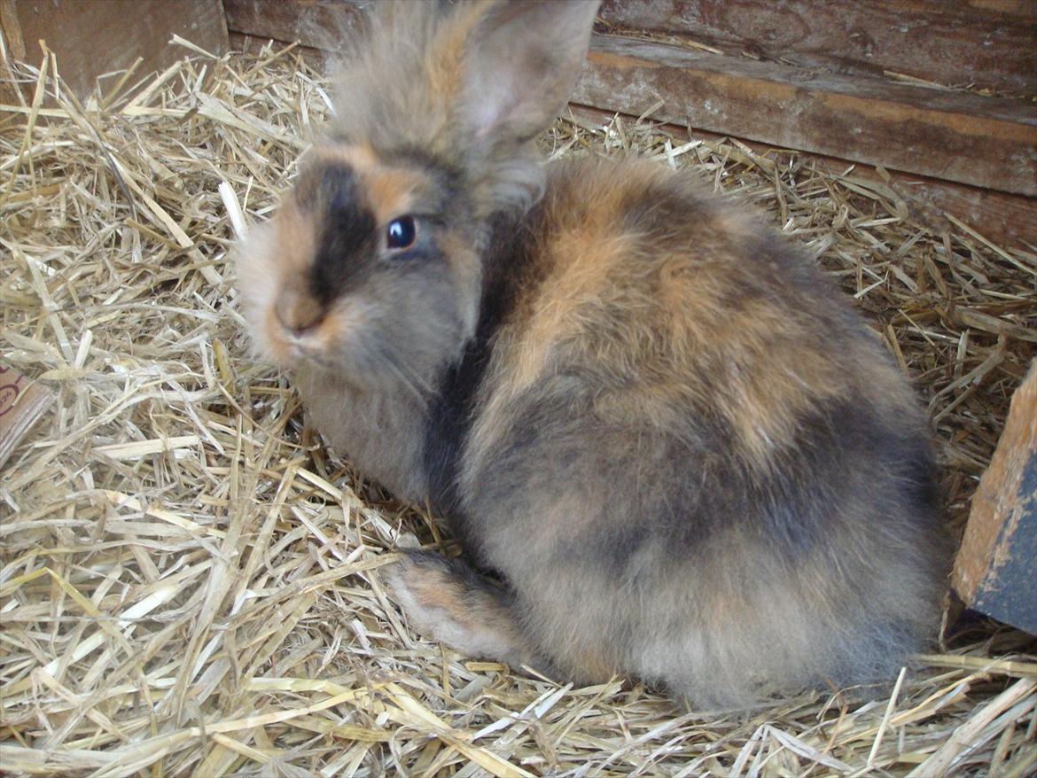 Kanin brownie Solgt :,( billede 4