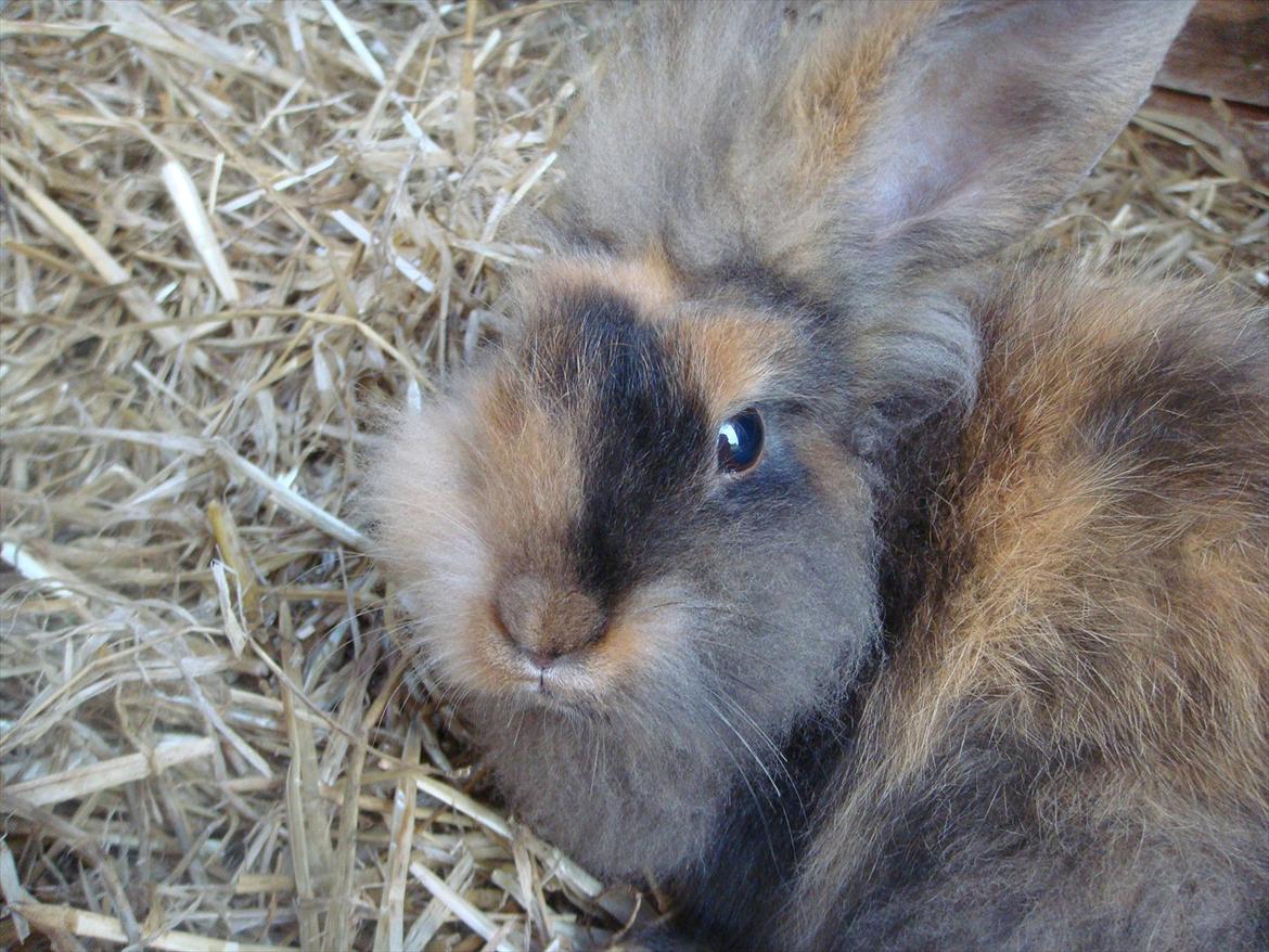 Kanin brownie Solgt :,( billede 5