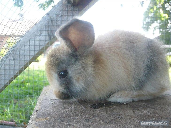 Kanin Anijo´s Silke - Som heeelt lille (:
Billede lånt af Stald Anijo :D billede 16