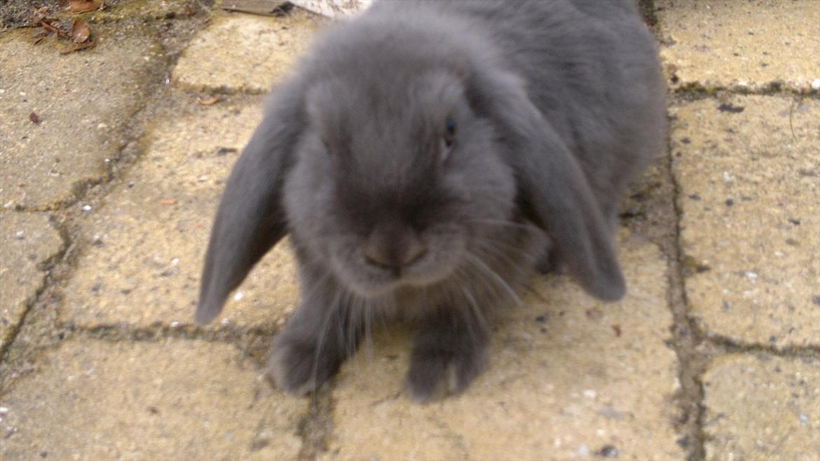 Kanin Engbo´s Simba billede 1