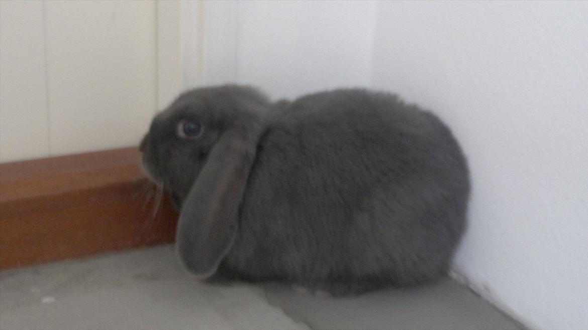 Kanin Engbo´s Simba billede 2