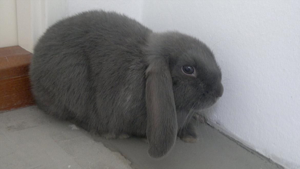 Kanin Engbo´s Simba billede 3