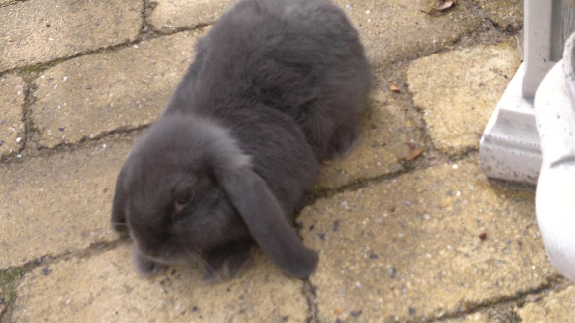 Kanin Engbo´s Simba billede 4