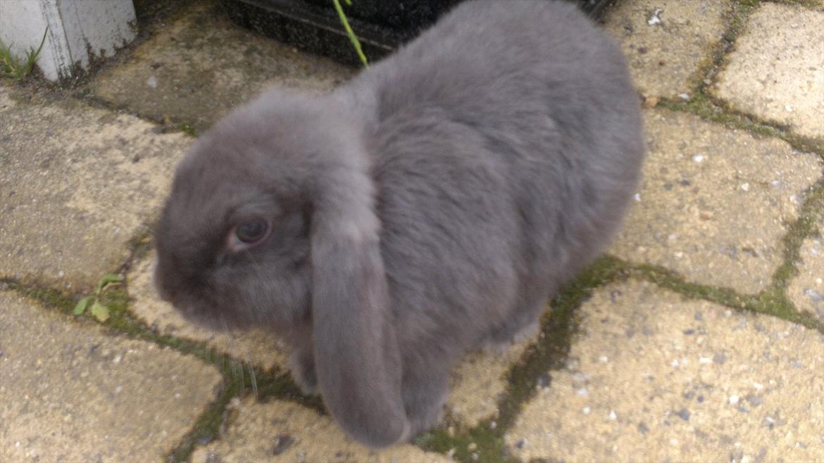 Kanin Engbo´s Simba billede 5